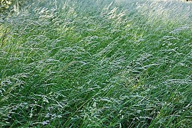 《往日之影》是CDPR预算最大的资料片 不是体量最大